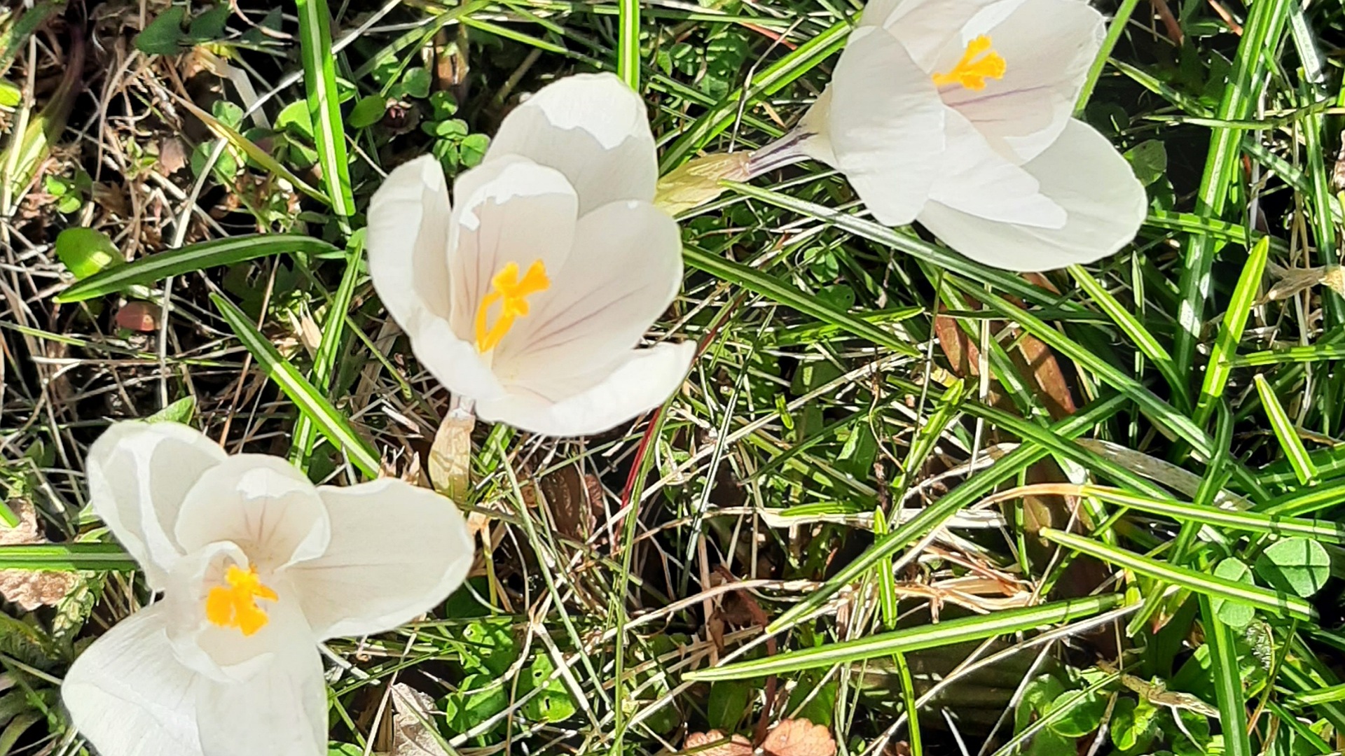 Bild mit Frühlingsblumen