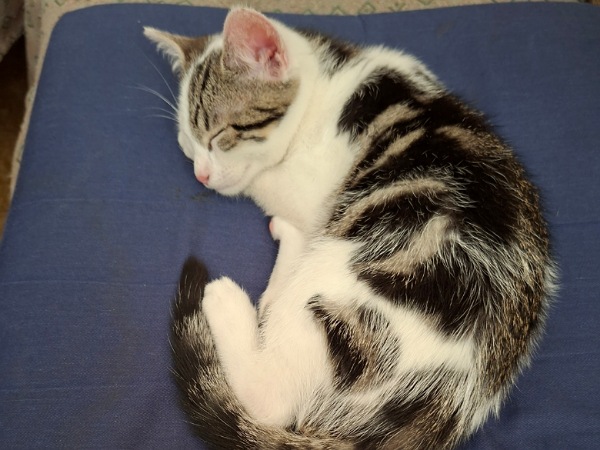 Kleiner  schlafender Kater