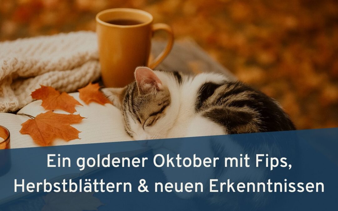 Monatsrückblick Oktober 2025: Chaos, Katzen & Herbstmagie